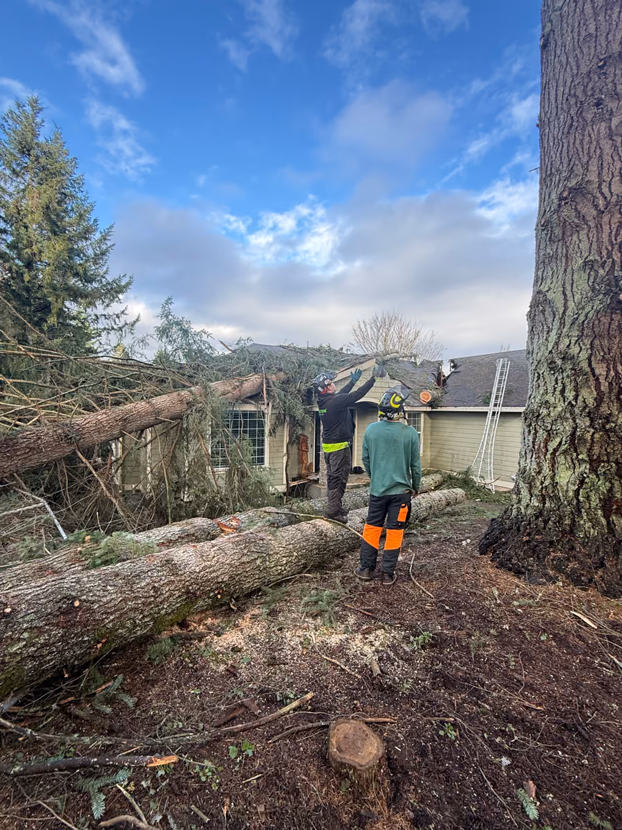 Storm-damaged tree being cleared during emergency tree service