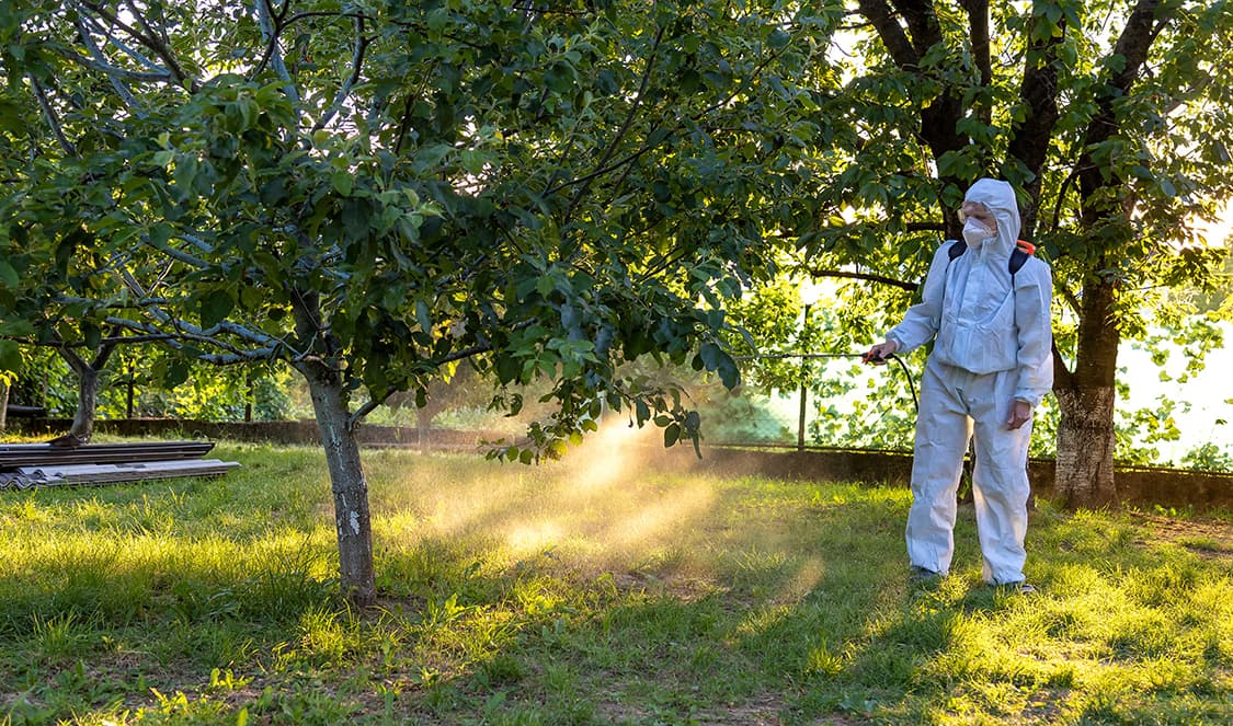 Arborist inspecting a tree for insect and disease issues