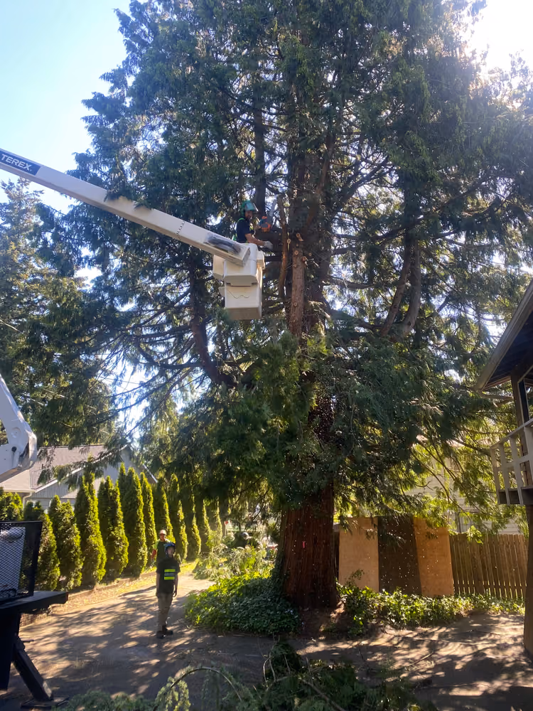Pelton Tree Care crew on a recent job (7)