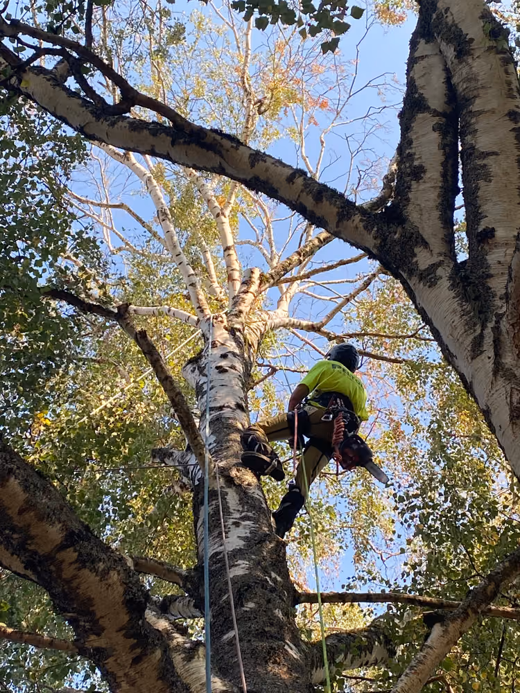 Pelton Tree Care crew on a recent job (1)