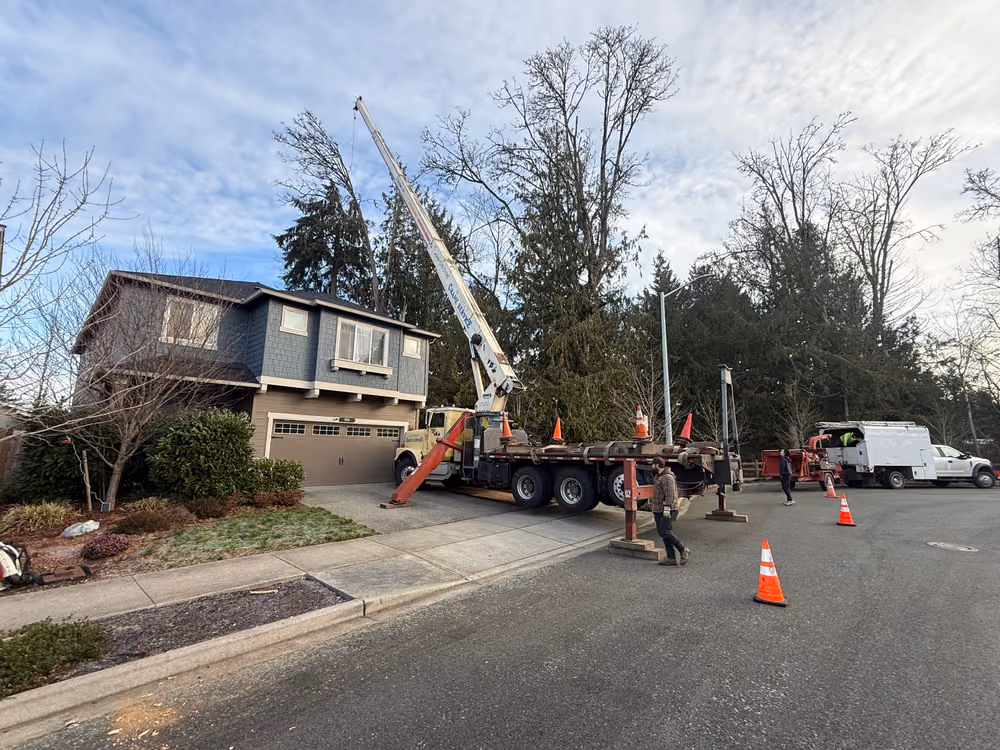 Pelton Tree Care crew on a recent job (8)