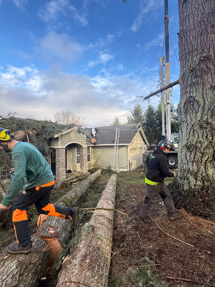 Pelton Tree Care crew on a recent job (6)
