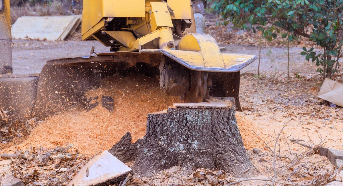 Stump grinding machine removing a tree stump