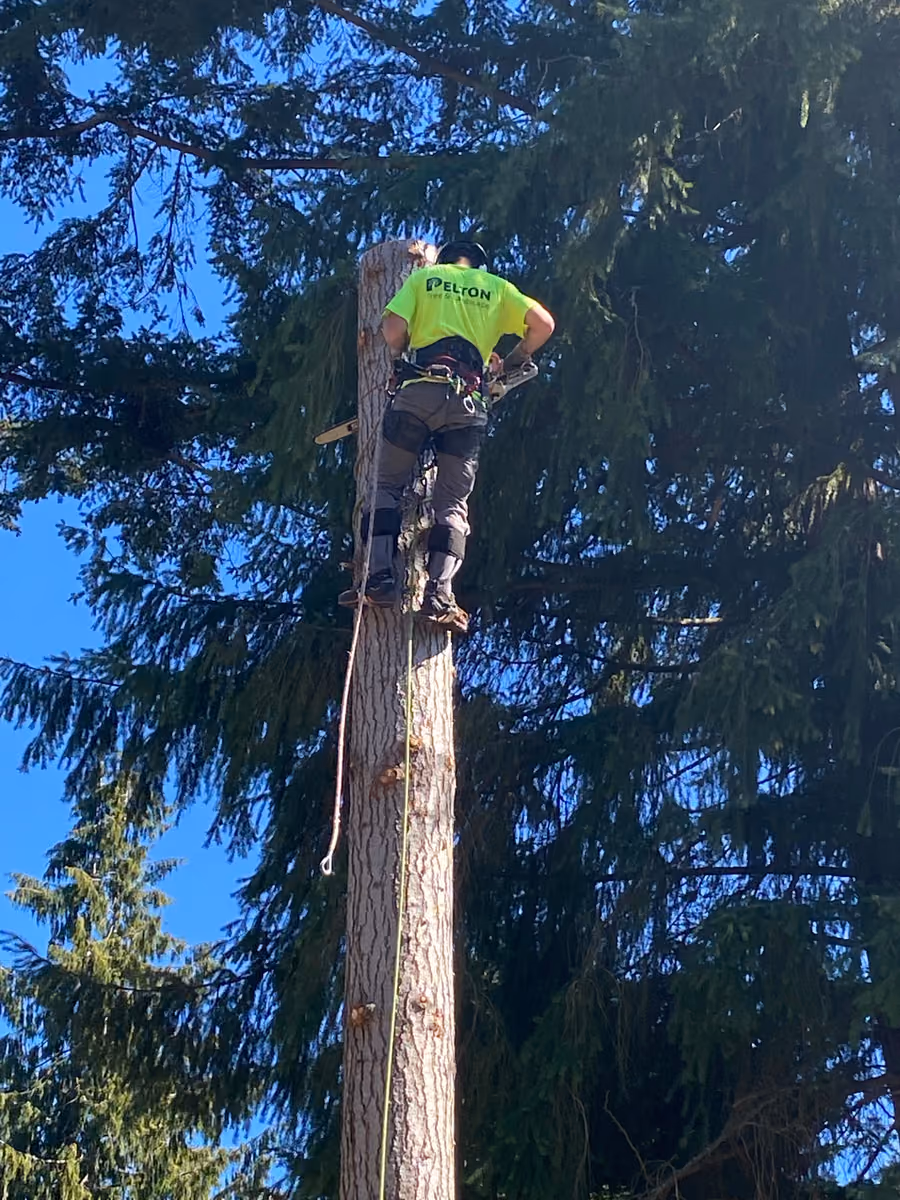 Arborist safely removing a large tree