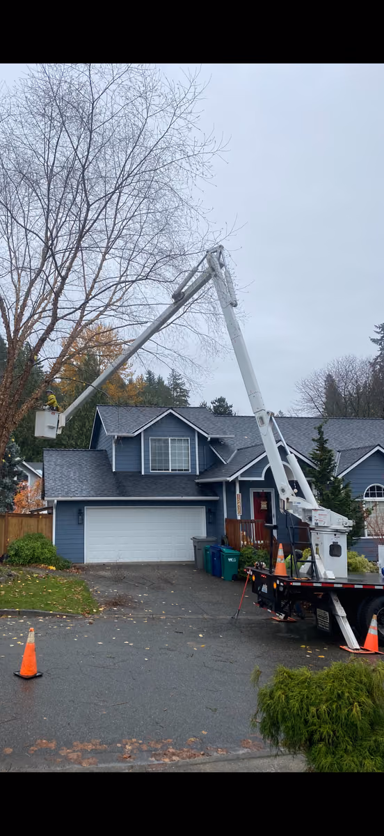 Certified arborist trimming and pruning a tree