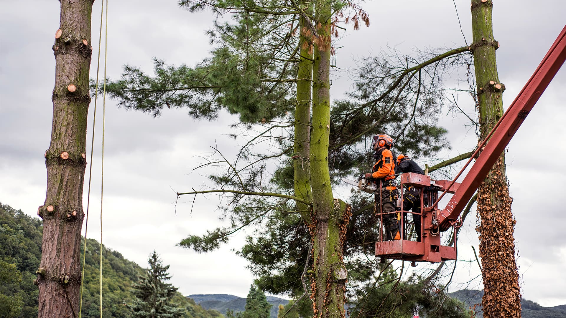 Arborist pruning and shaping foliage